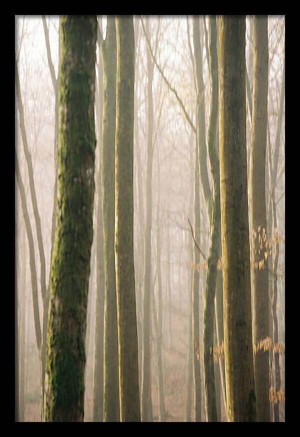 Abstract Forest Serenity