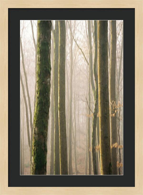 Abstract Forest Serenity