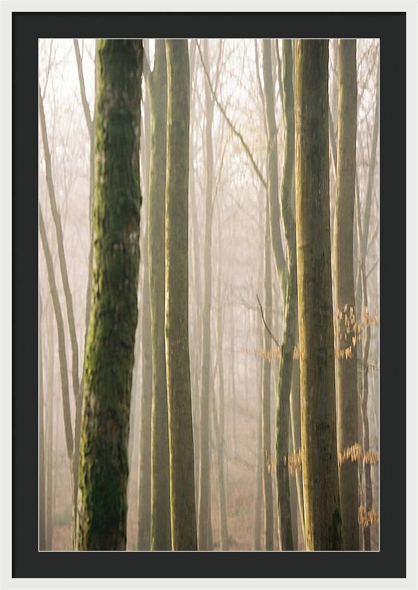 Abstract Forest Serenity