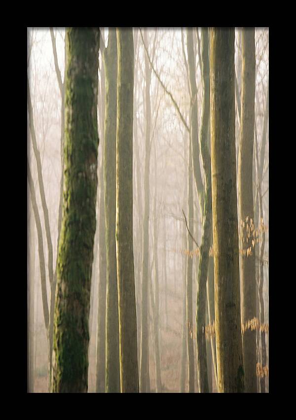 Abstract Forest Serenity