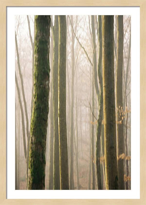 Abstract Forest Serenity