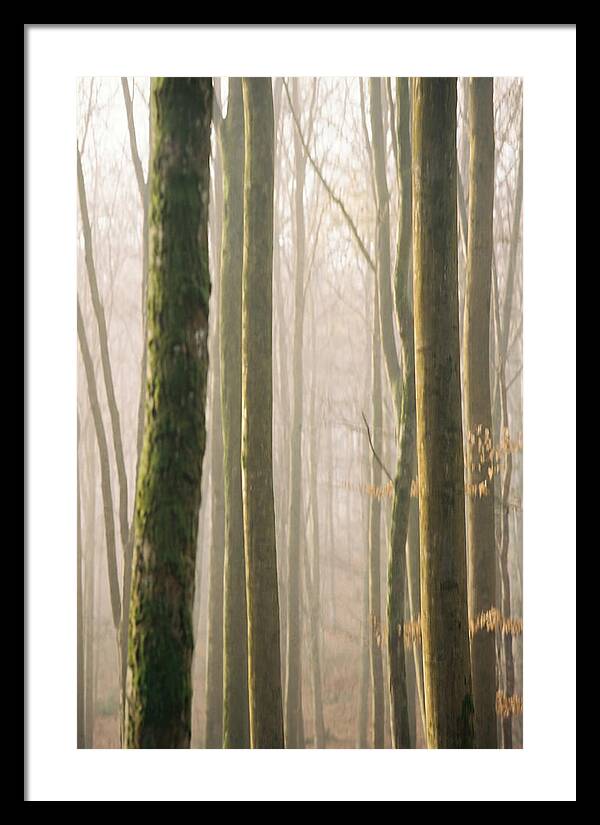 Abstract Forest Serenity