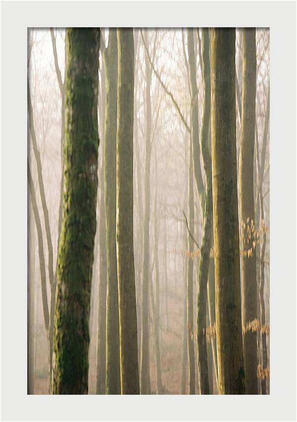 Abstract Forest Serenity