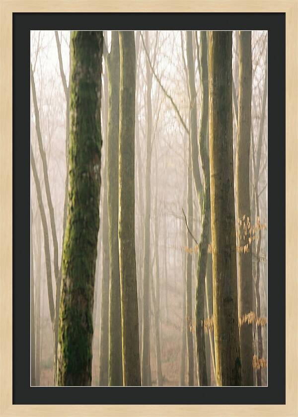 Abstract Forest Serenity