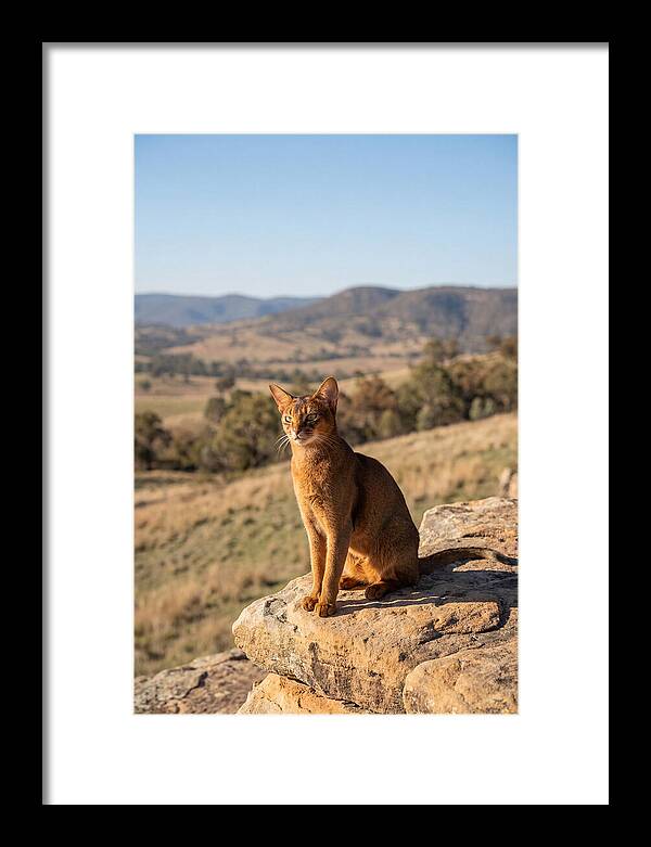 Abyssinian Cat In Nature