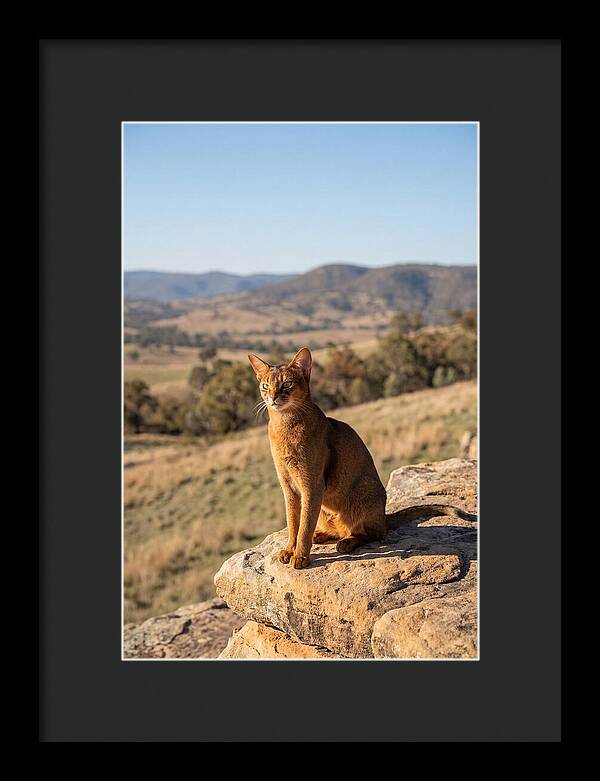 Abyssinian Cat In Nature