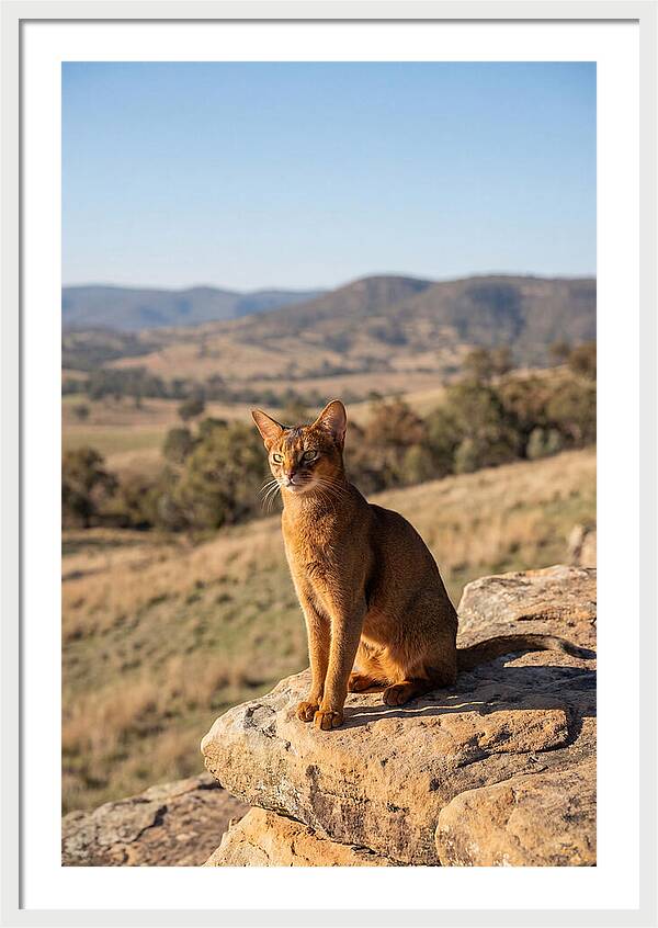 Abyssinian Cat In Nature