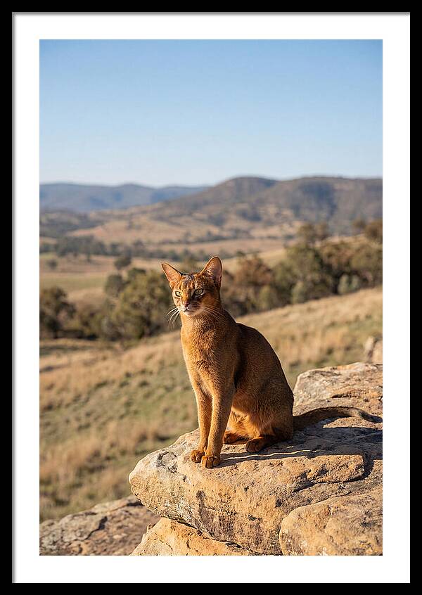 Abyssinian Cat In Nature