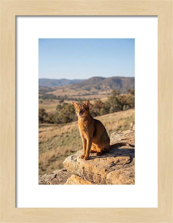 Abyssinian Cat In Nature