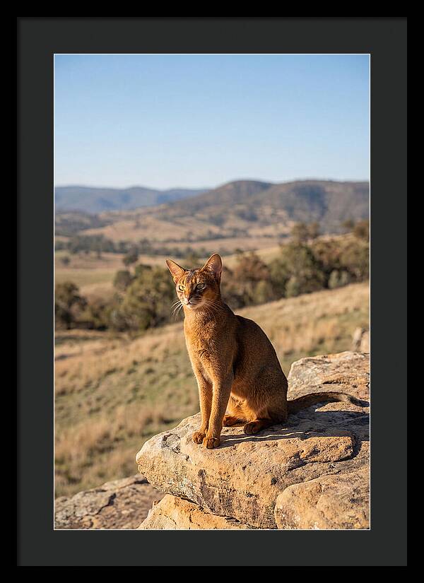 Abyssinian Cat In Nature