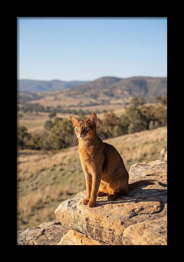 Abyssinian Cat In Nature