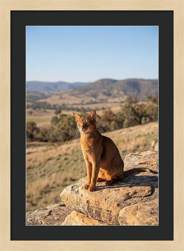 Abyssinian Cat In Nature