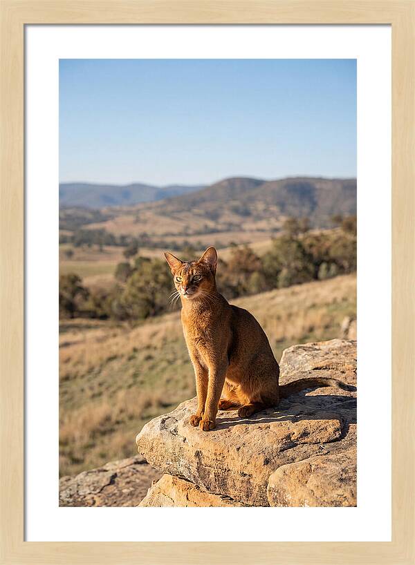 Abyssinian Cat In Nature