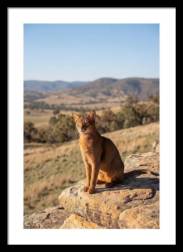 Abyssinian Cat In Nature