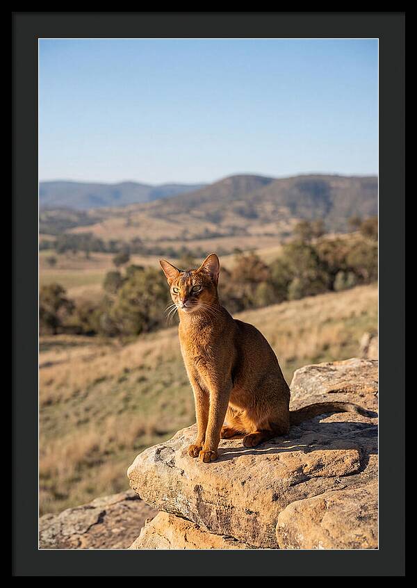 Abyssinian Cat In Nature