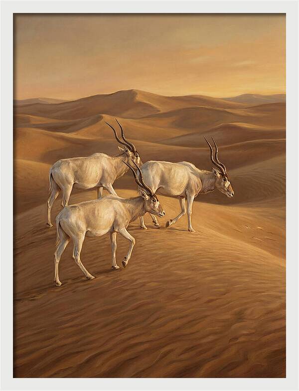 Addax In The Desert Dunes