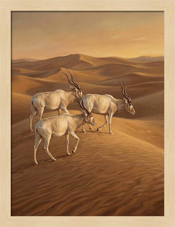 Addax In The Desert Dunes
