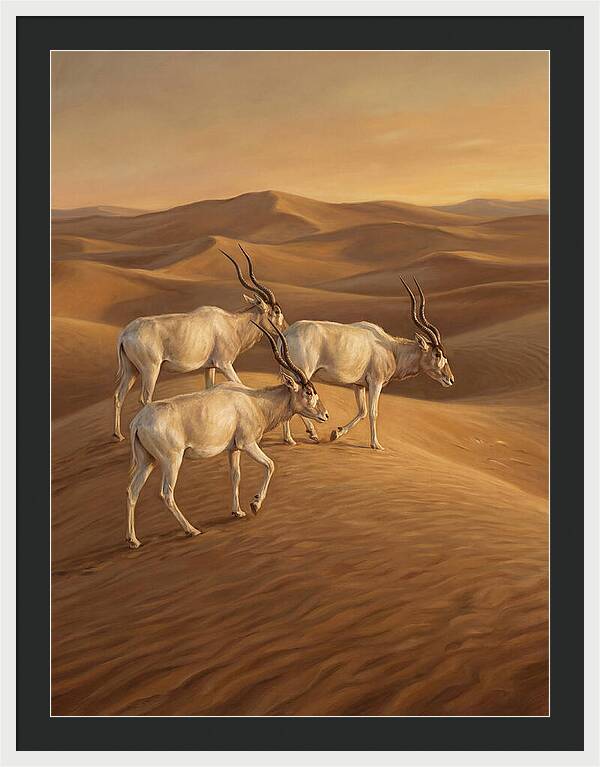 Addax In The Desert Dunes