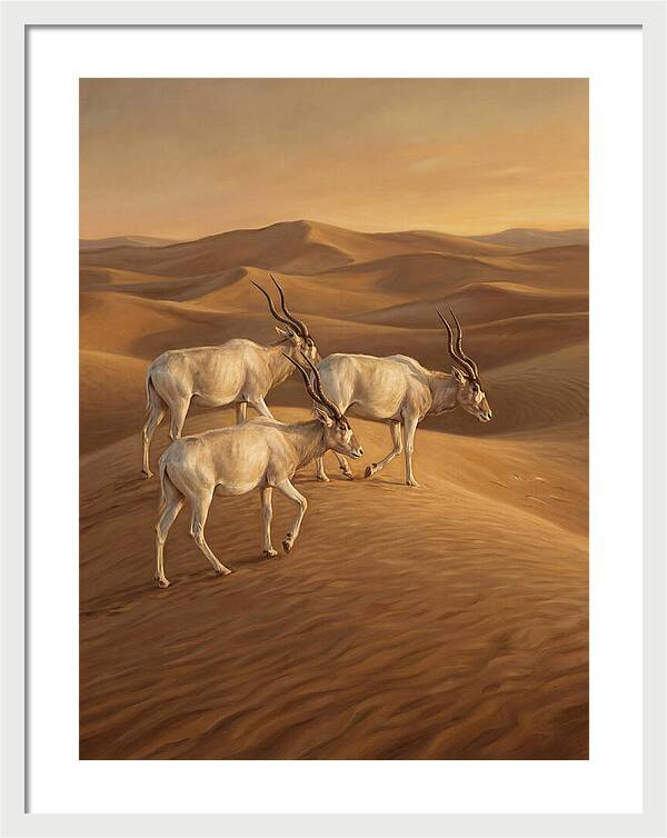 Addax In The Desert Dunes