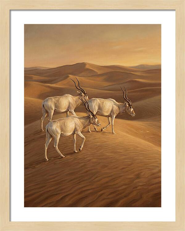 Addax In The Desert Dunes