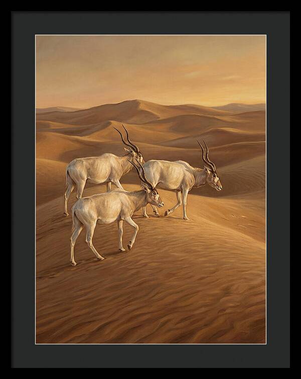Addax In The Desert Dunes