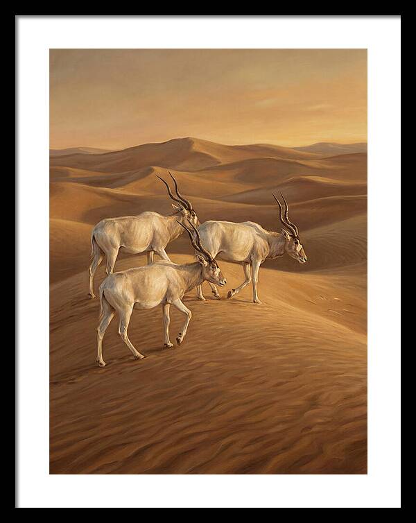 Addax In The Desert Dunes