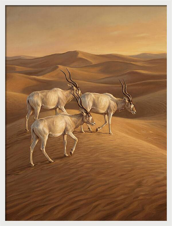 Addax In The Desert Dunes