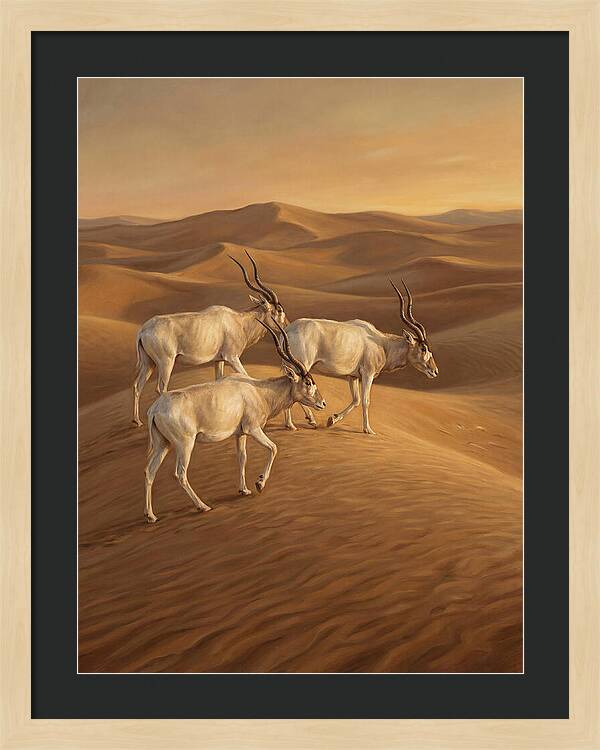 Addax In The Desert Dunes