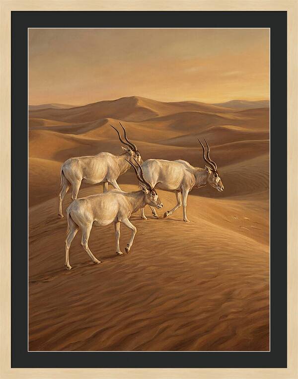 Addax In The Desert Dunes