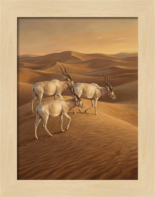Addax In The Desert Dunes