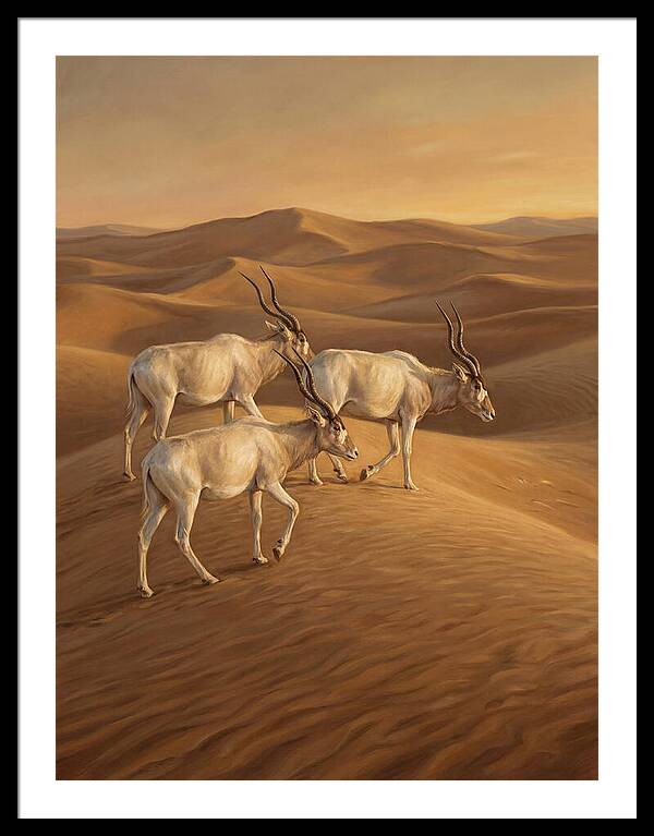 Addax In The Desert Dunes