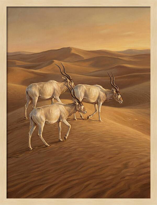 Addax In The Desert Dunes