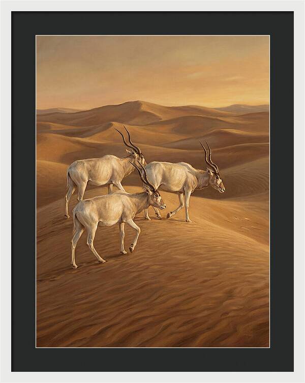 Addax In The Desert Dunes
