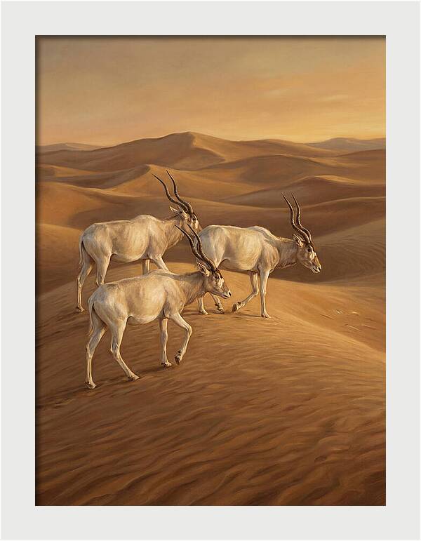 Addax In The Desert Dunes