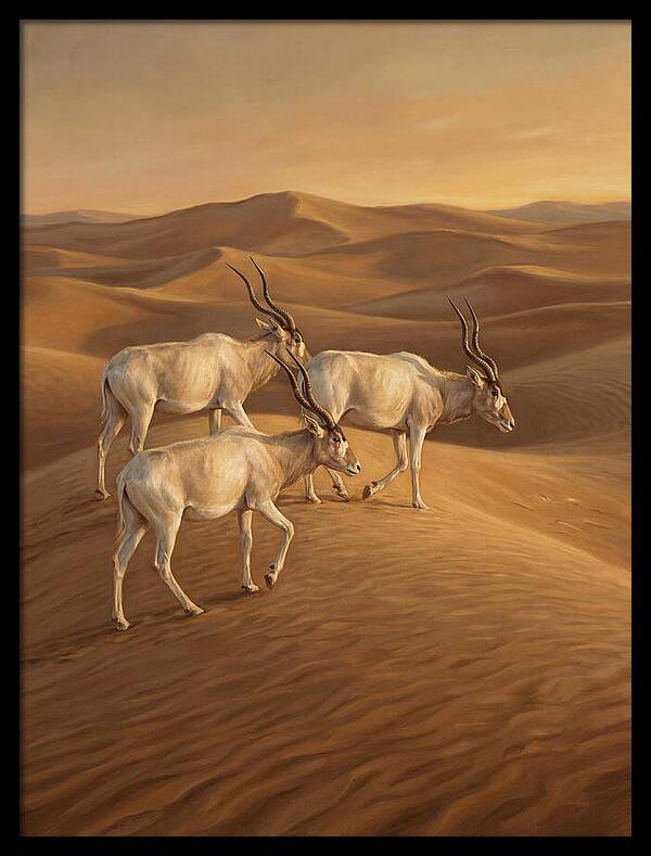 Addax In The Desert Dunes