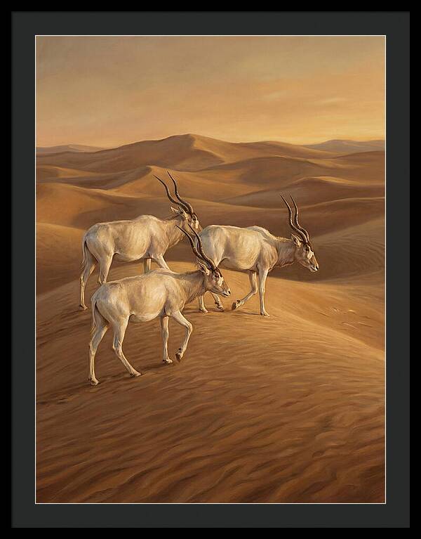 Addax In The Desert Dunes