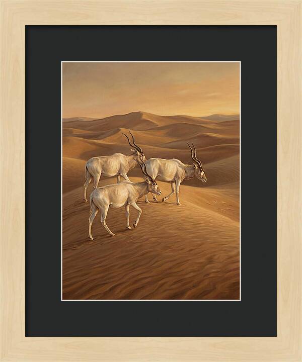 Addax In The Desert Dunes