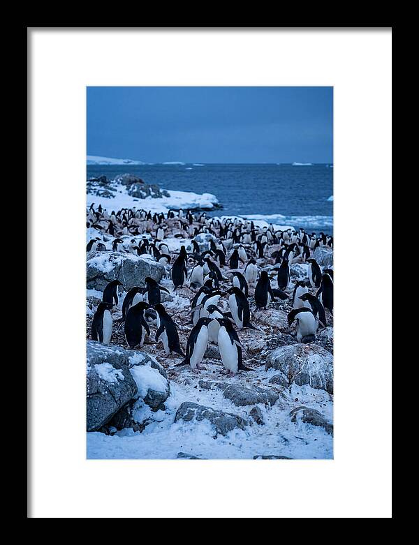 Adelie Penguin Colony On Rocks