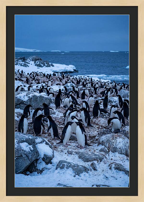 Adelie Penguin Colony On Rocks
