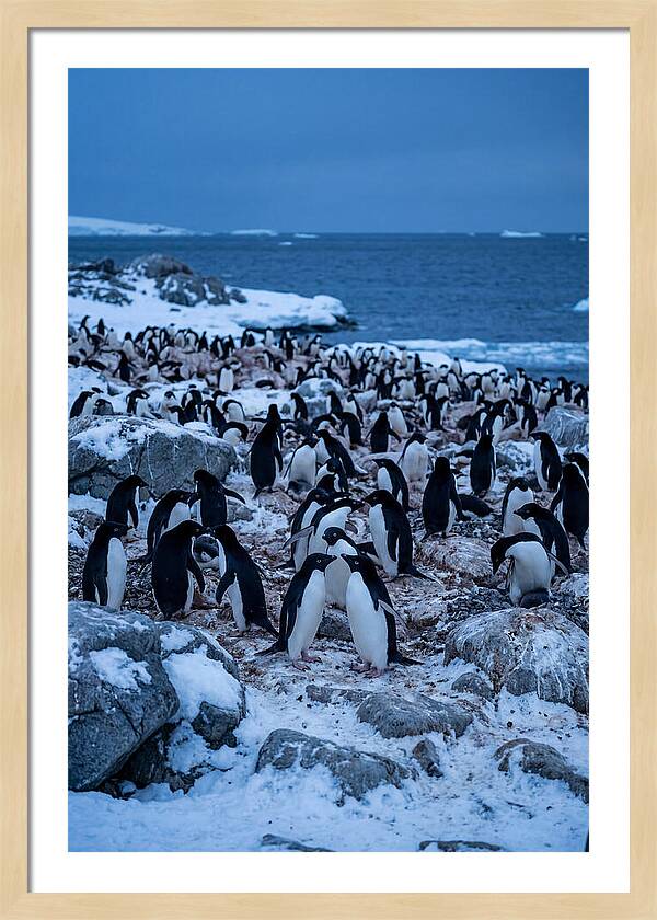 Adelie Penguin Colony On Rocks