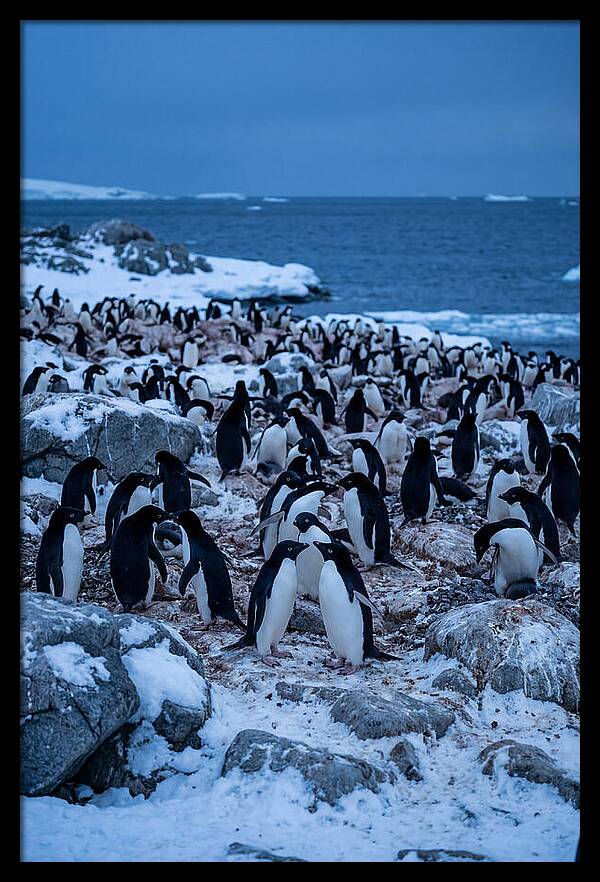 Adelie Penguin Colony On Rocks
