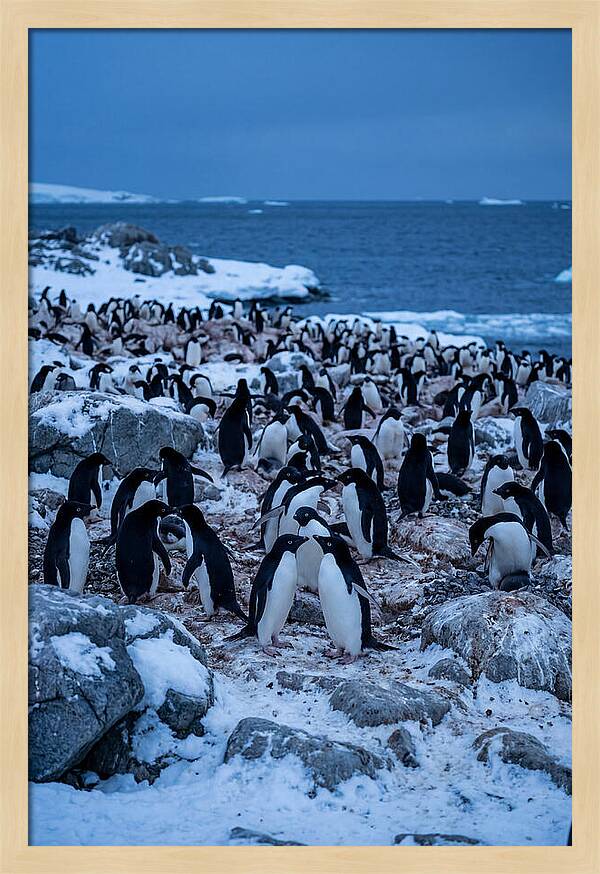 Adelie Penguin Colony On Rocks