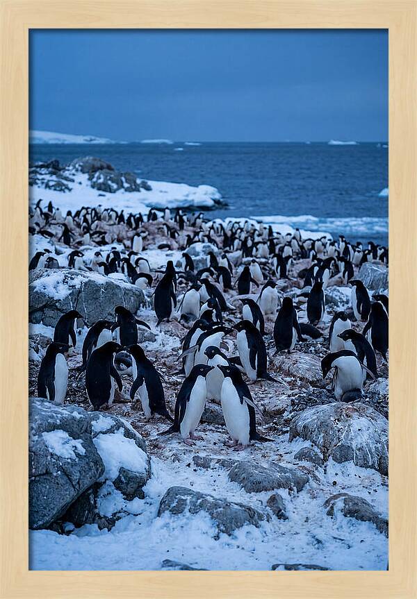 Adelie Penguin Colony On Rocks