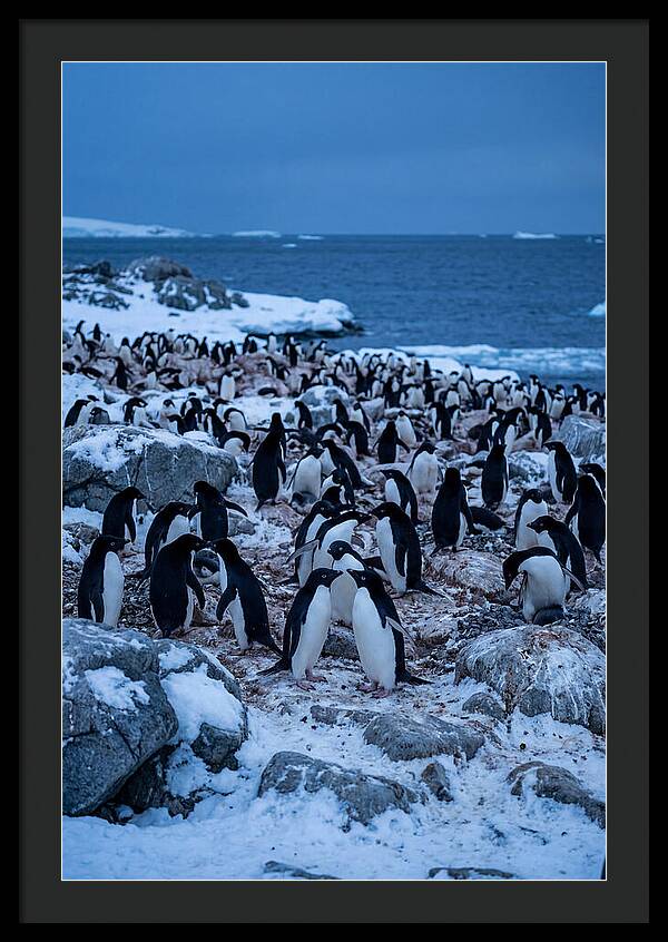 Adelie Penguin Colony On Rocks