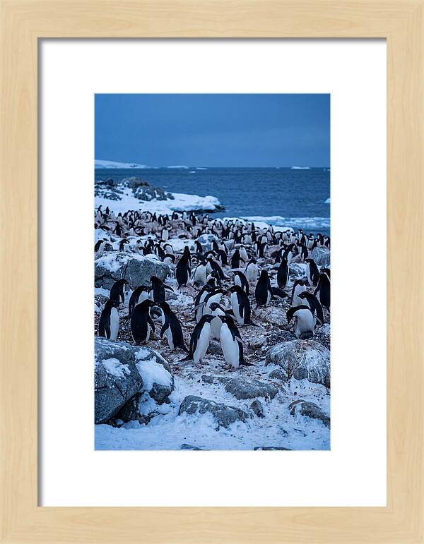 Adelie Penguin Colony On Rocks