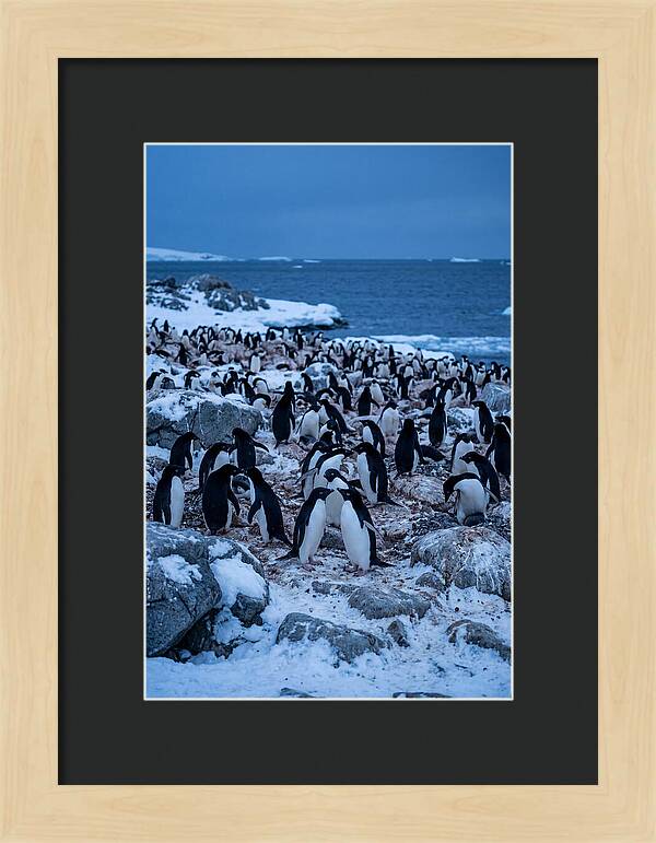 Adelie Penguin Colony On Rocks
