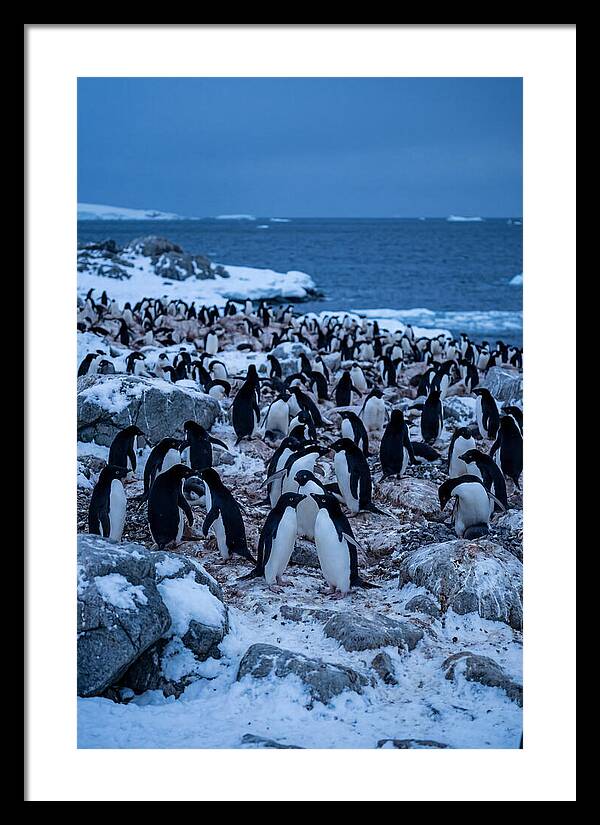 Adelie Penguin Colony On Rocks
