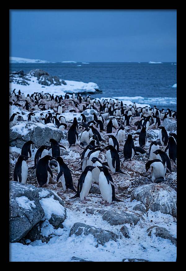 Adelie Penguin Colony On Rocks