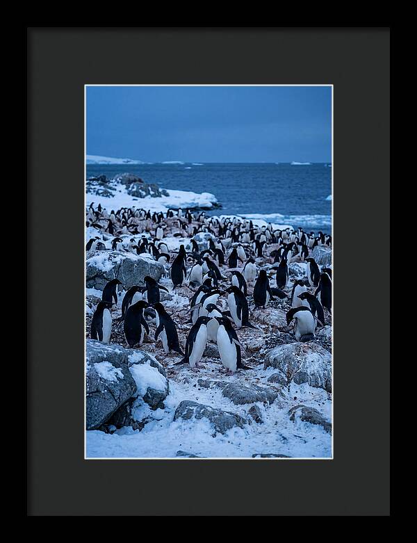 Adelie Penguin Colony On Rocks