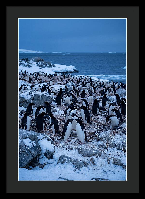 Adelie Penguin Colony On Rocks